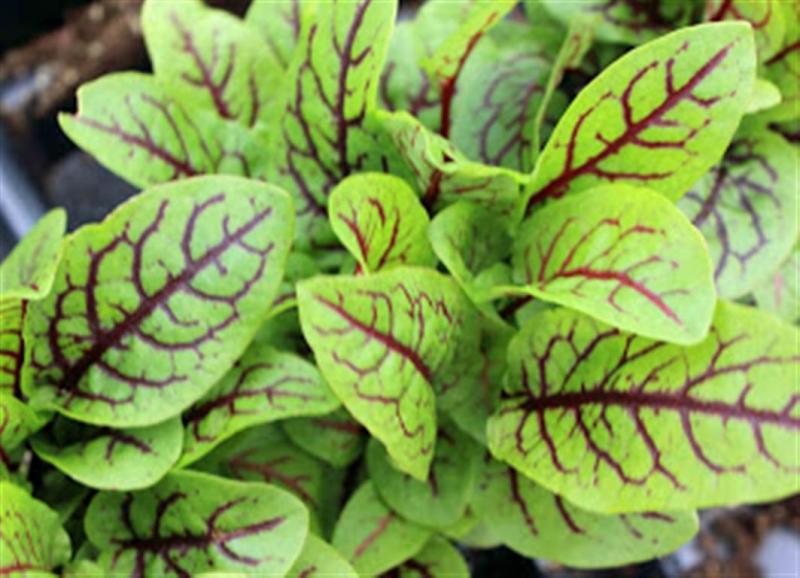Unusual Red veined Dragons tongue rocket Roquette 100 seeds
